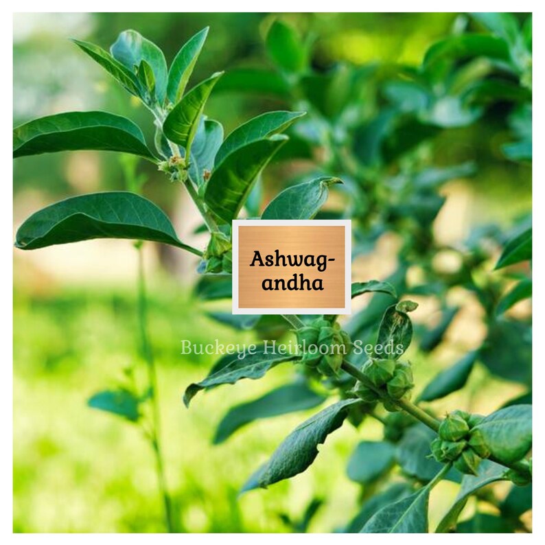 May include: Close-up of an Ashwagandha plant with vibrant green leaves and small, green buds. The image features a wooden sign with the text "Ashwagandha" and the words "Buckeye Heirloom Seeds" at the bottom.