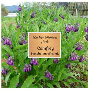 Comfrey - 20 Seeds - Symphytum officinale -  Herb - Healing Herb - Non Gmo -  - Buckeye Heirloom Seeds