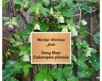 Dang-shen - pilosula - (Codonopsis pilosula) - 50 seeds