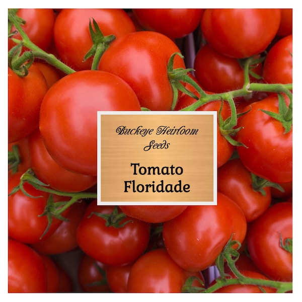 Tomato - Floridade - 300 Seeds - Heirloom - Loves Hot & Humid Temperatures - (Lycopersicon esculentum) Non GMO - Buckeye Heirloom Seeds