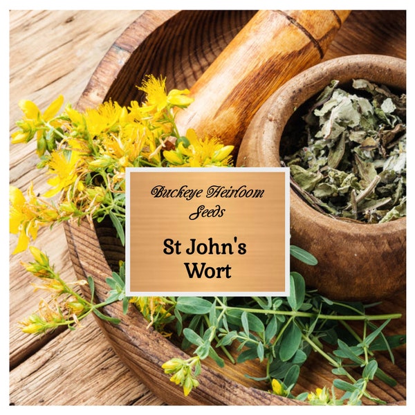 St. John's Wort - Heirloom Seeds - Healing Herb Seeds - Non-GMO (Hypericum Perforatum)