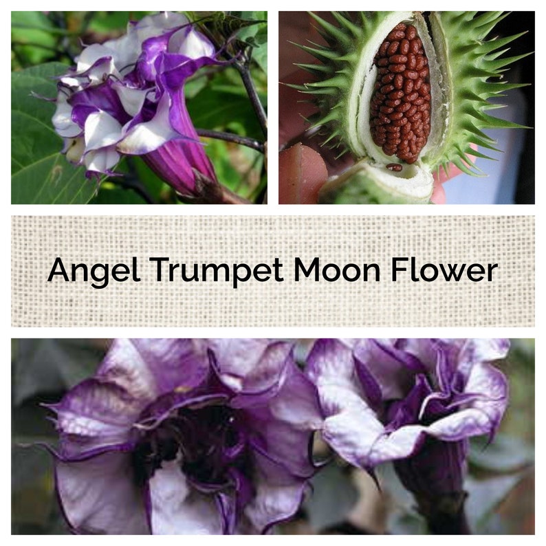Angel Trumpet Seeds Black Swirl Moonflower 25 Seeds Etsy