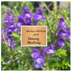 Downy Skullcap - Scuttelaria incana - GMO Free - Healing Seeds - Buckeye Heirloom Seeds