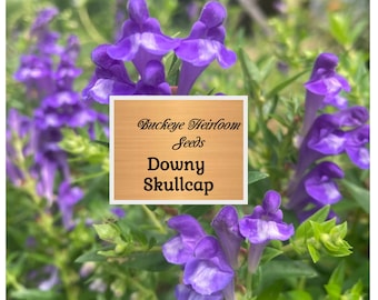 Downy Skullcap - Scuttelaria incana - GMO Free - Healing Seeds - Buckeye Heirloom Seeds