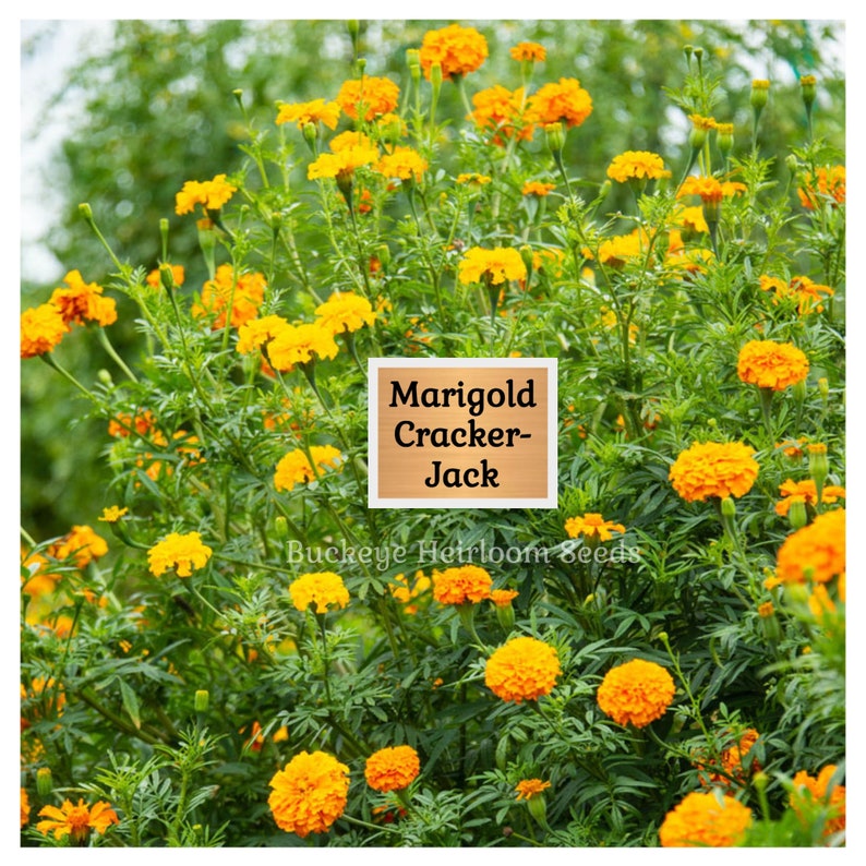 Marigold Crackerjack - Flower Seeds - Heirloom - 200 Seeds ...