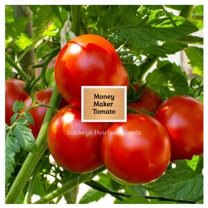 Puede incluir: Primer plano de tomates rojos Money Maker en una vid con hojas verdes. Los tomates son redondos y carnosos. El texto "Money Maker Tomato" est&aacute; en un cuadro. Buckeye Heirloom Seeds tambi&eacute;n es visible.