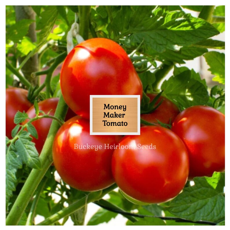Puede incluir: Primer plano de tomates rojos Money Maker en una vid con hojas verdes. Los tomates son redondos y carnosos. El texto "Money Maker Tomato" est&aacute; en un cuadro. Buckeye Heirloom Seeds tambi&eacute;n es visible.