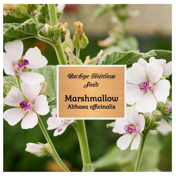 Marshmallow Plant Etsy
