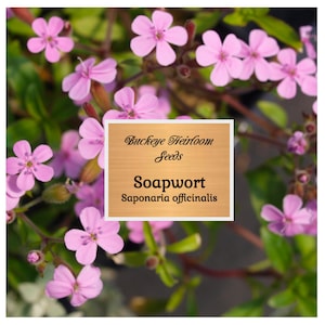 Soapwort (Saponaria) seeds - Heirloom Flower - Fragrant - Soap-like Property - Natural Soap Making & Shampoos - Buckeye Heirloom Seeds
