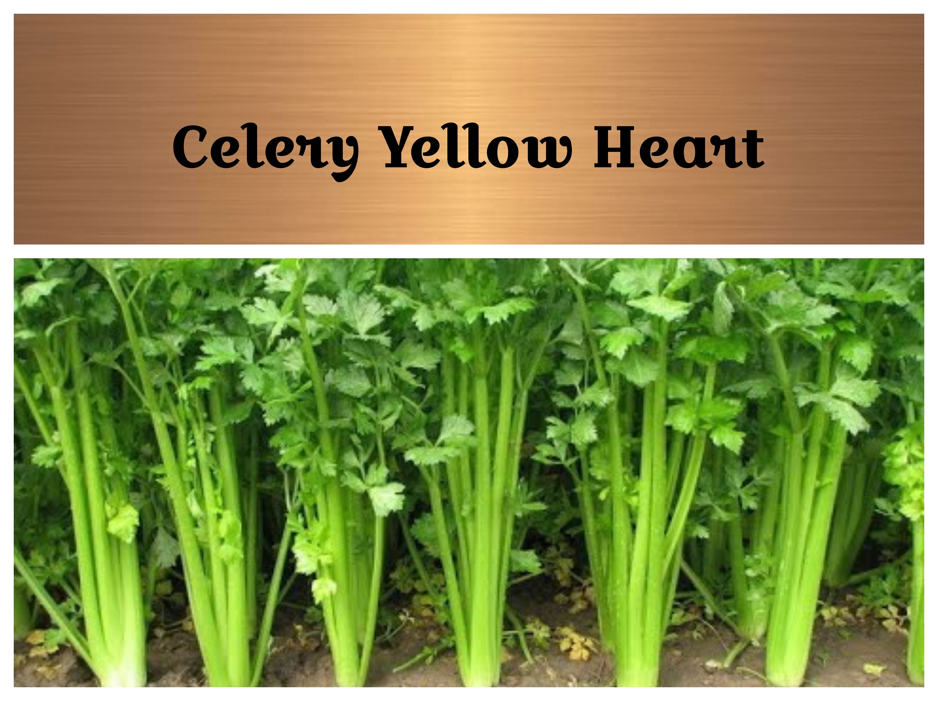 Yellow Heart Celery Seeds Non GMO 100 Seeds Etsy