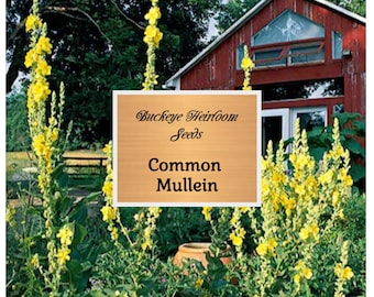 Common Mullein Seeds: Heirloom Medicinal Herb, Verbascum Thapsus
