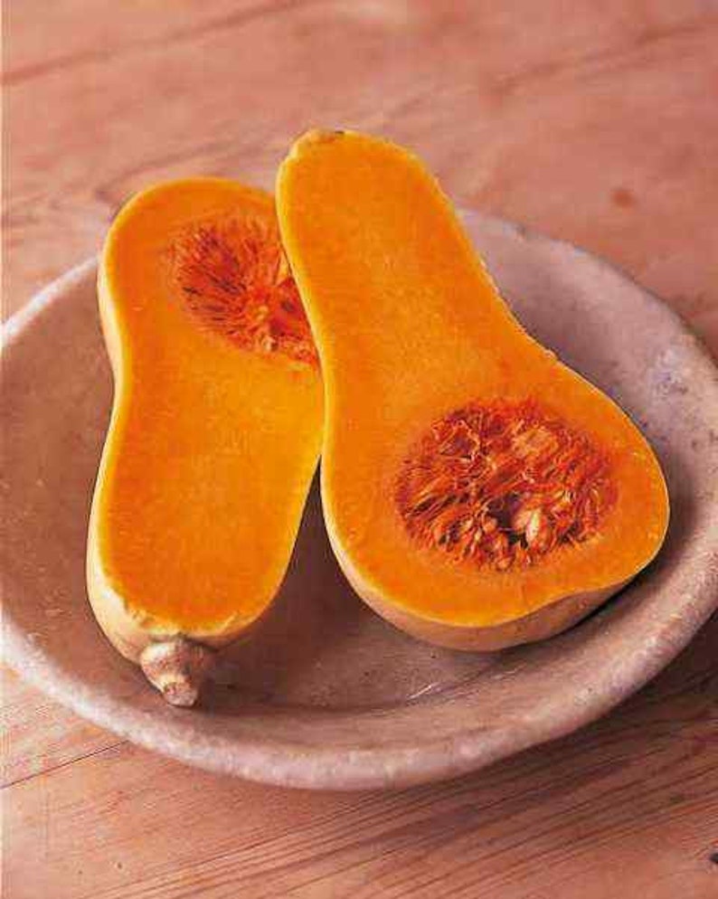 Butternut Squash Waltham Heirloom 50 Seeds Non GMO Etsy