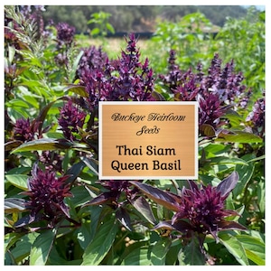 Thai Basil - Siam Queen - Non GMO - Seeds - Buckeye Heirloom Seeds
