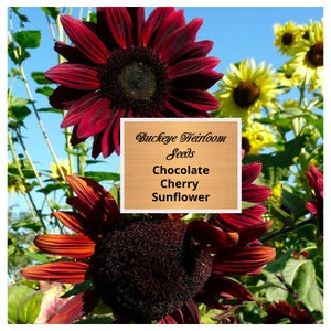 NEW - Chocolate Cherry Sunflower Seeds - Buckeye Heirloom Seeds