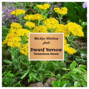 Dwarf Gold Yarrow Seeds - Yarrow Flowers - Open Pollinated - Non-GMO -  (Achillea Tomentosa Aurea) - Buckeye Heirloom Seeds