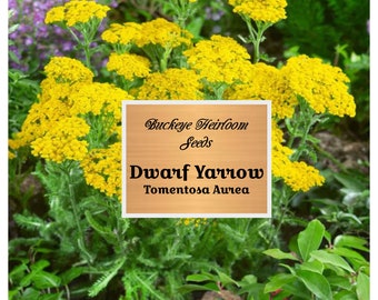 Dwarf Gold Yarrow Seeds - Yarrow Flowers - Open Pollinated - Non-GMO -  (Achillea Tomentosa Aurea) - Buckeye Heirloom Seeds