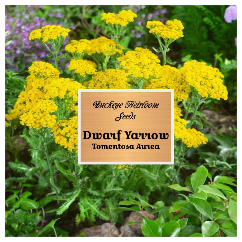 Dwarf Gold Yarrow Seeds Yarrow Flowers Open Pollinated Non-GMO Achillea Tomentosa Aurea Buckeye Heirloom Seeds image 1