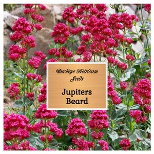 Jupiters Beard - Red Valerian - (Centranthus Ruber Coccineus) - Buckeye Heirloom Seeds