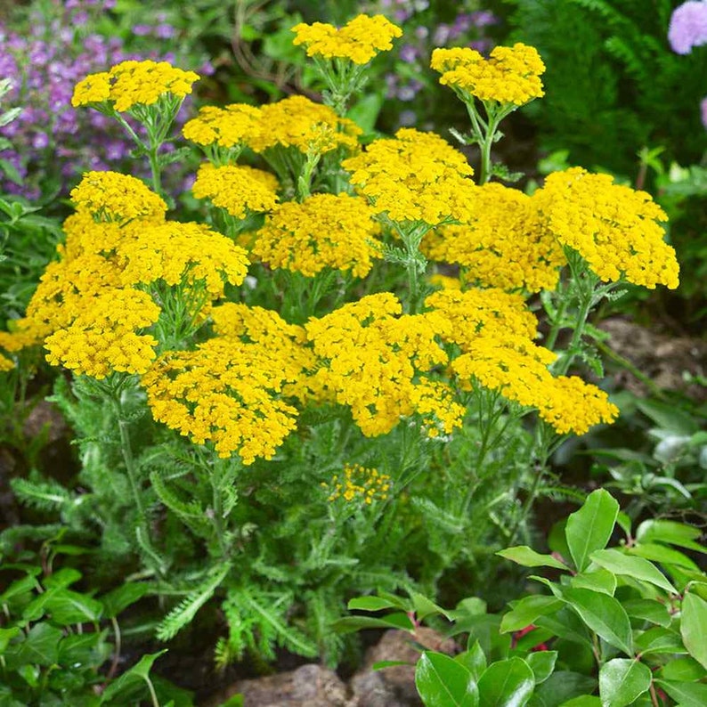 Dwarf Gold Yarrow Seeds Yarrow Flowers Open Pollinated Non-GMO Achillea Tomentosa Aurea Buckeye Heirloom Seeds image 4