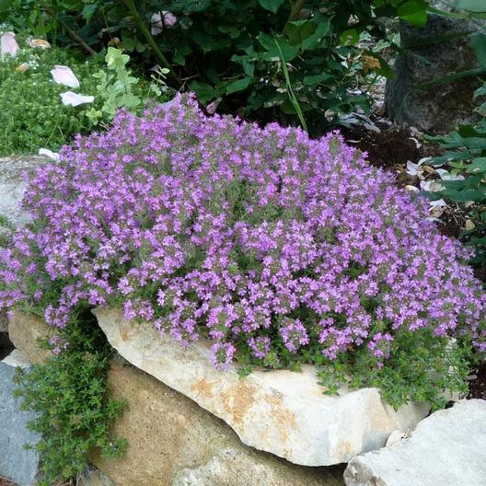 Dwarf Creeping Thyme Ground Cover 300 Herb Seeds Etsy