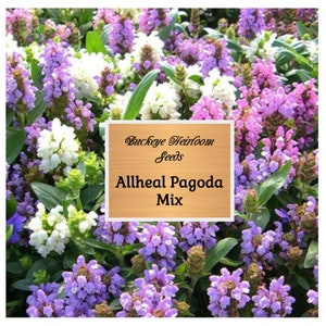 Prunella Pagoda Mix Flower Seeds (Prunella Grandiflora) All-Heal - Self Heal - Seeds - Buckeye Heirloom Seeds