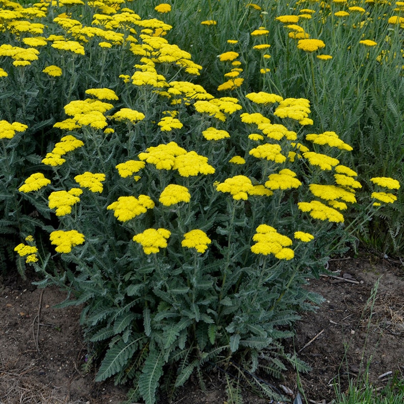 Dwarf Gold Yarrow Seeds Yarrow Flowers Open Pollinated Non-GMO Achillea Tomentosa Aurea Buckeye Heirloom Seeds image 2