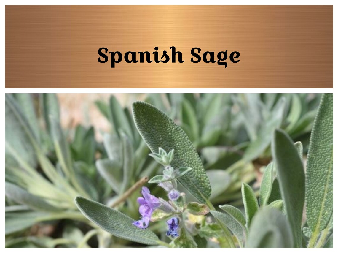Spanish Sage Seeds Salvia lavandulifolia Medicinal and Etsy