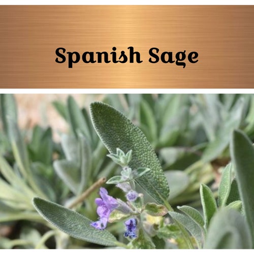 Spanish Sage Seeds salvia Lavandulifolia Medicinal and Etsy