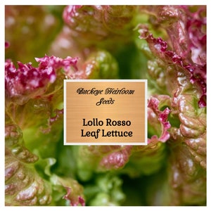 Lollo Rossa Leaf Lettuce - 200 Seeds - Heirloom - Non-GMO - Organic - Heirloom Variety - Lactuca Sativa - So Pretty in Your Garden