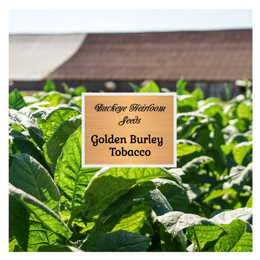 kentucky burley tobacco seeds Smoking Seeds Fresh 2024 Kentucky 17 Burley Tobacco Seeds
