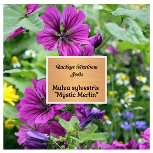 Mystic Merlin Mallow, Malva sylvestres, 25 Seeds