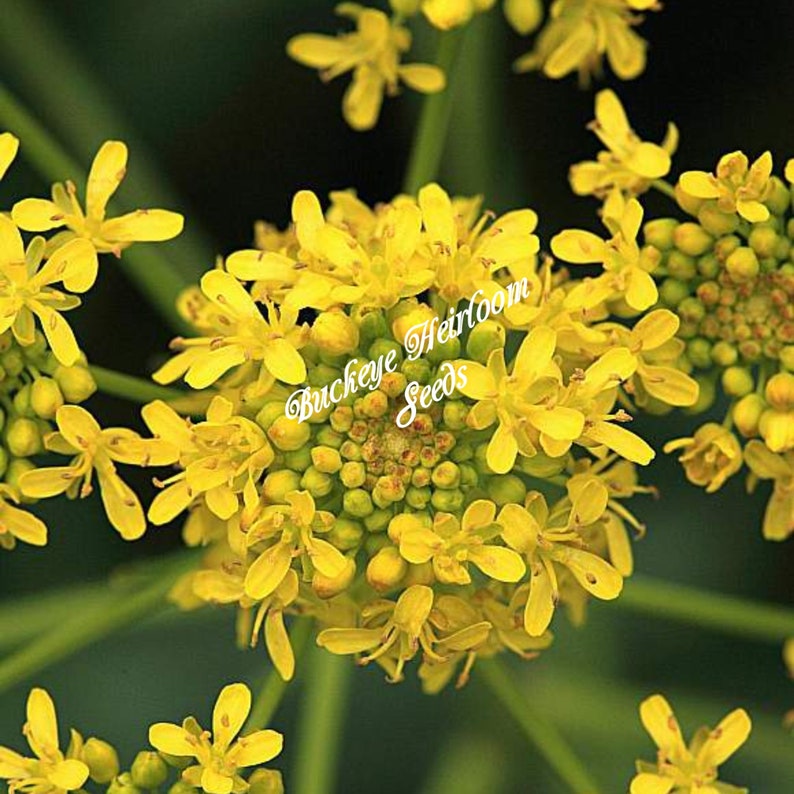 Isatis tinctoria Nature Blue Dye Plant Seeds Buckeye Heirloom Seeds image 6