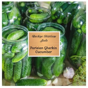 NEW - Parisian Gherkin Cucumber Seeds - Baby Pickles - Sweet and Crunchy - Buckeye Heirloom Seeds