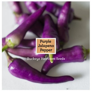 thumbnail image 2 of Frontier Seed Company Purple Jalapeno Hot Chili Pepper Seeds – Non-GMO Heirloom 2 of 5