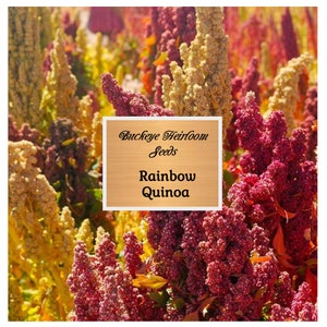 Quinoa Rainbow - Seeds - Super Food -  Non GMO - Buckeye Heirloom Seeds