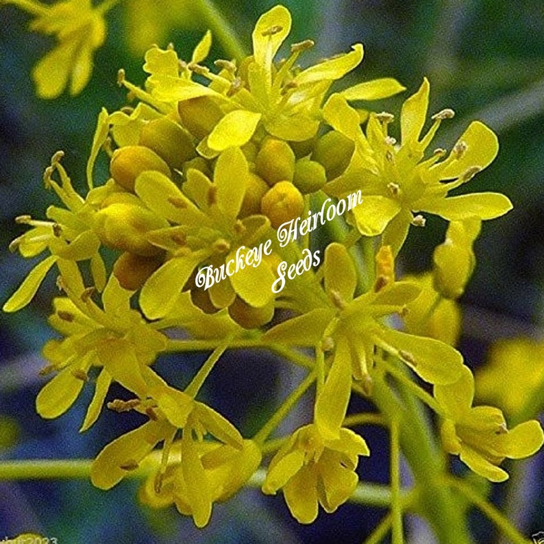 Isatis tinctoria Nature Blue Dye Plant Seeds Buckeye Heirloom Seeds image 8