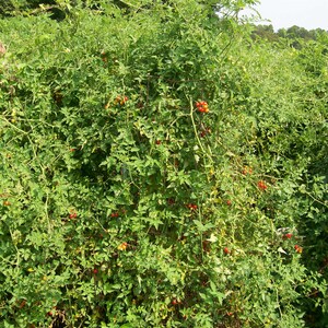 May include: A lush tomato plant laden with red and green tomatoes. The plant is supported by a wire structure, with vibrant green leaves and clusters of ripe tomatoes ready for harvest. The image captures a bountiful garden scene.