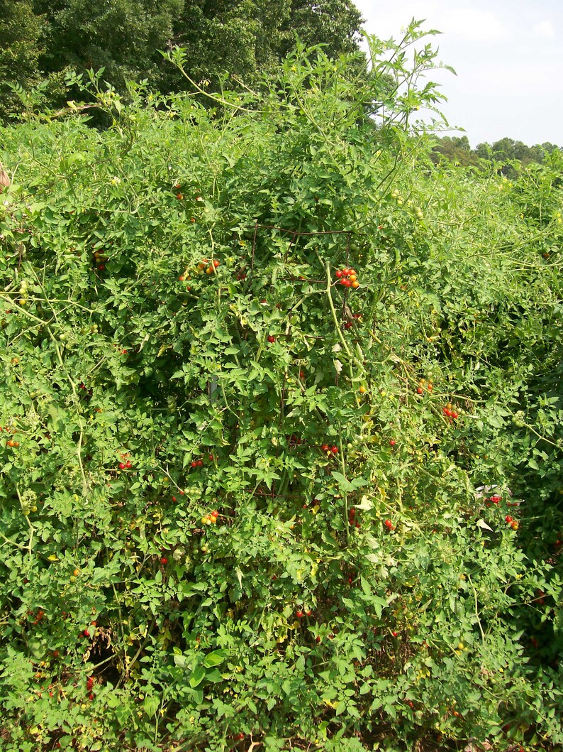 May include: A lush tomato plant laden with red and green tomatoes. The plant is supported by a wire structure, with vibrant green leaves and clusters of ripe tomatoes ready for harvest. The image captures a bountiful garden scene.
