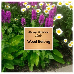 Wood Betony Flower - Seeds (Stachys Officinalis) Healing Herb - Buckeye Heirloom Seeds