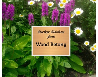 Wood Betony Flower - Seeds (Stachys Officinalis) Healing Herb