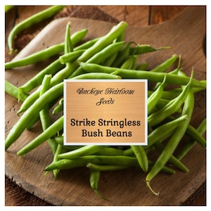 Strike - Bush Beans Seeds - Stringless - 57 Days to Harvest - Heirloom Seeds - Non-GMO, Open Pollinated