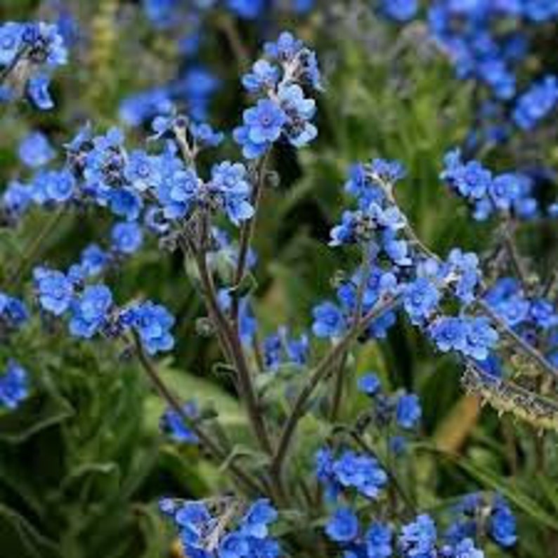 Blue Chinese Me Not Seeds hounds Tongue Cynoglossum Etsy