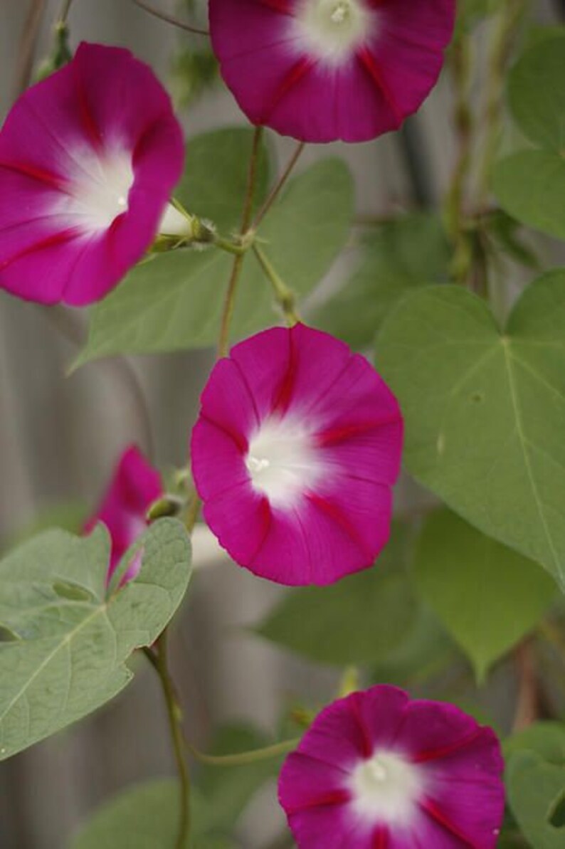Seeds Scarlett O/'Hara Morning Glory Climbing Vines 30