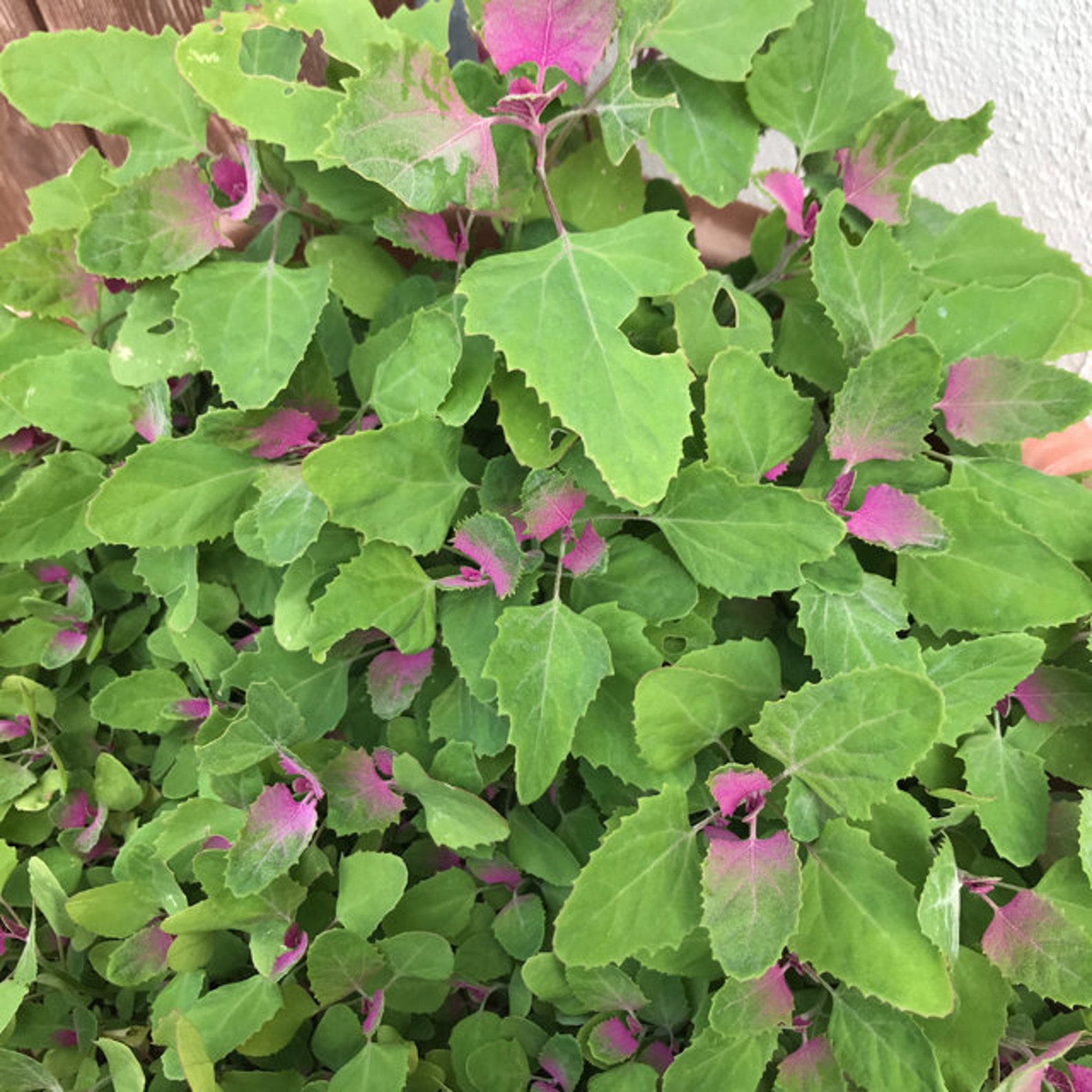 Lambs Quarter Seeds Edible Very Nutritious AKA Goosefoot Etsy