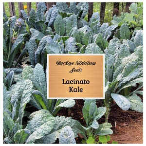 Lacinato Kale - Black Tuscan - Dinosaur Kale - Heirloom - GMO Free (Brassica oleracea) - Buckeye Heirloom Seeds