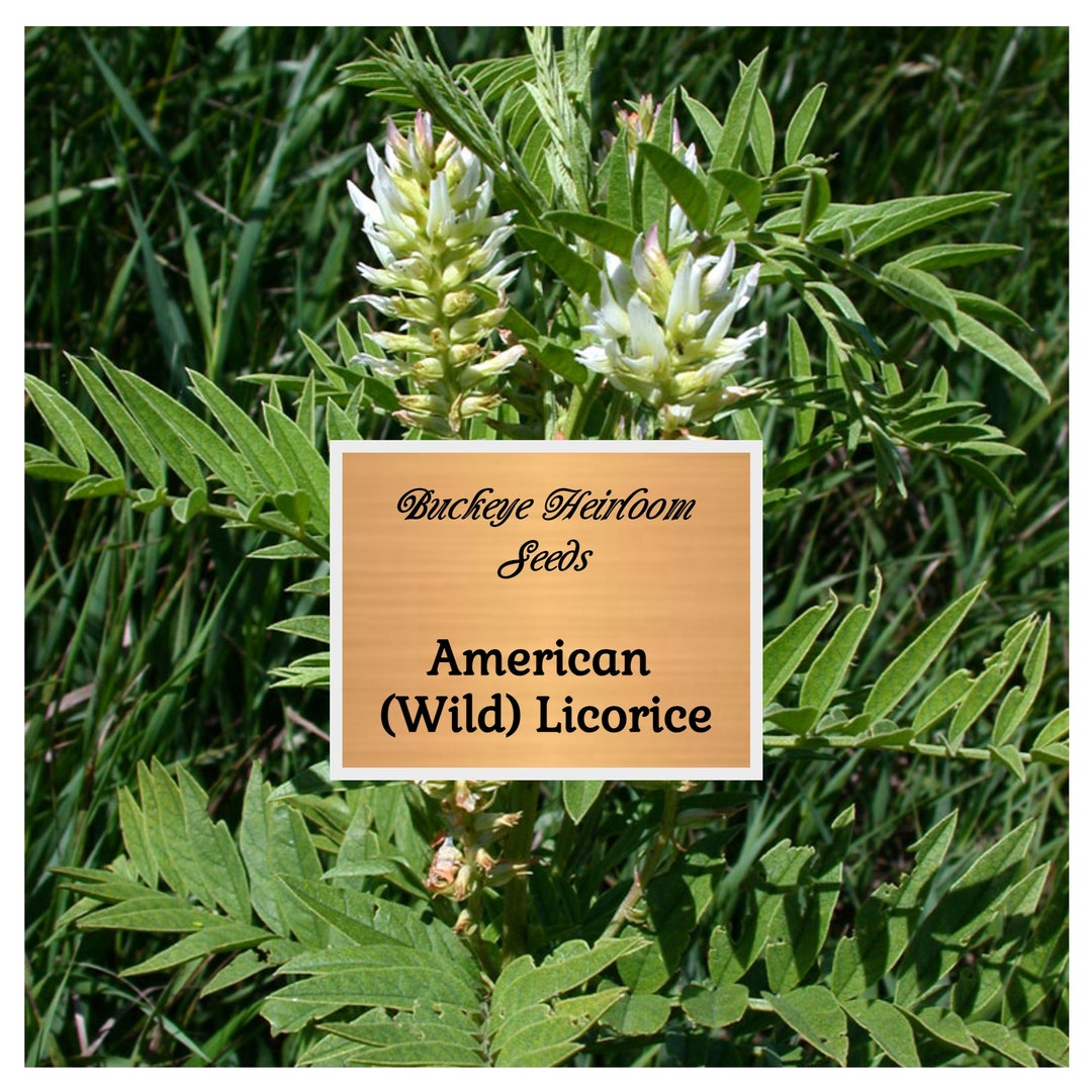 Licorice, American wild Seeds Medicinal & Culinary Herb Heirloom Glycyrrhiza Lepidota Etsy