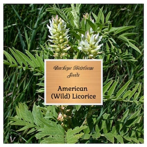 Licorice, American (Wild) - Seeds - Medicinal & Culinary Herb - Heirloom - Glycyrrhiza lepidota