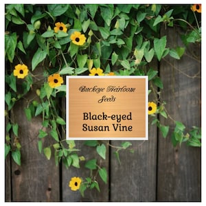 Vining Black Eyed Susan, Flower Seeds - Buckeye Heirloom Seeds