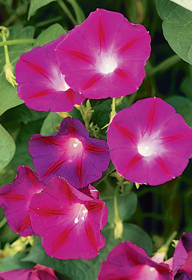Seeds Scarlett O/'Hara Morning Glory Climbing Vines 30