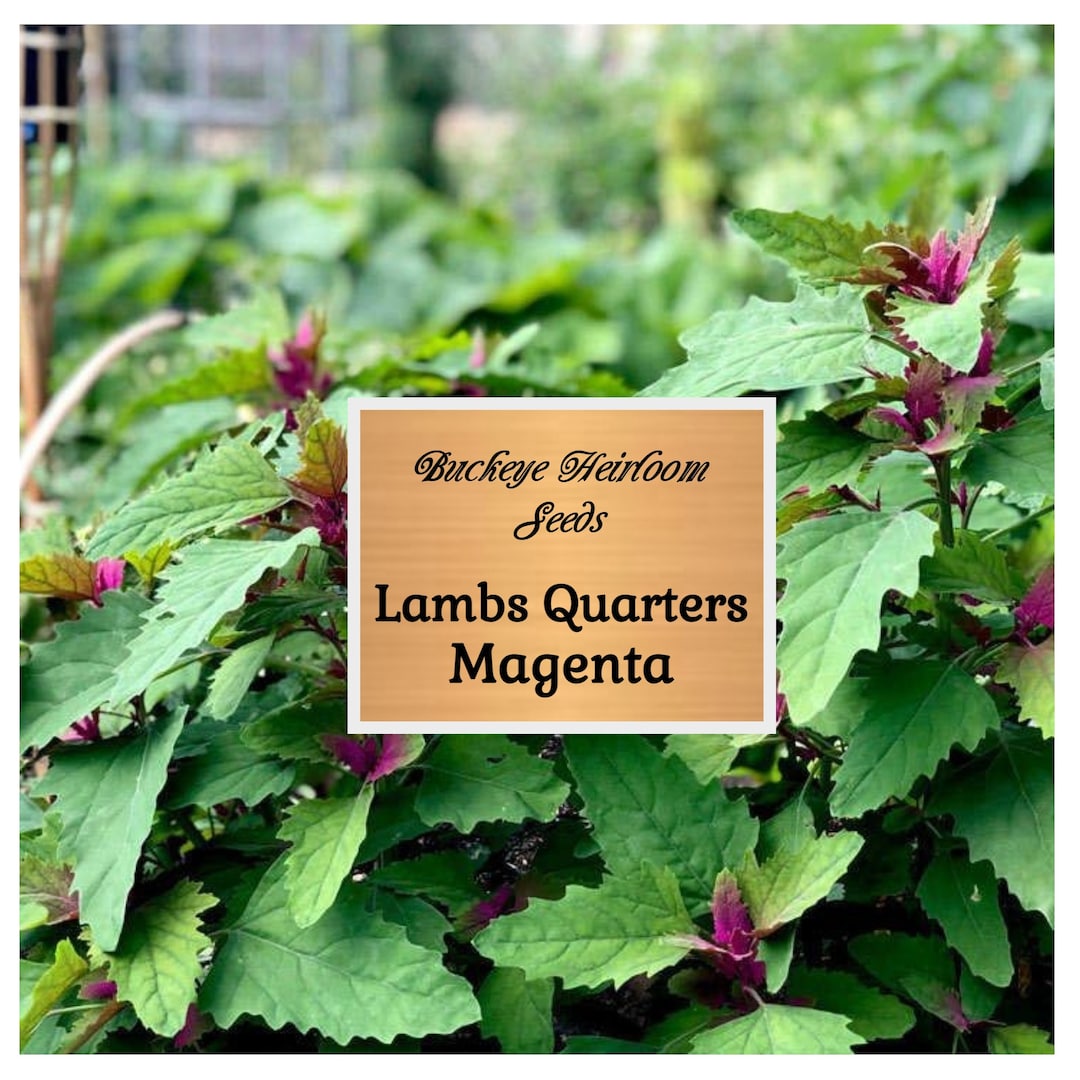 Lambs Quarter Seeds Edible Very Nutritious AKA Goosefoot Fat Hen Wild